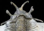 Alien Looking Ceratarges Trilobite - Top Quality #56543-7